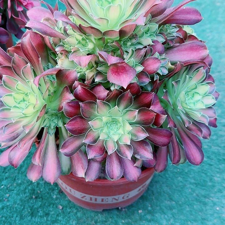 法师好看也好好养少华