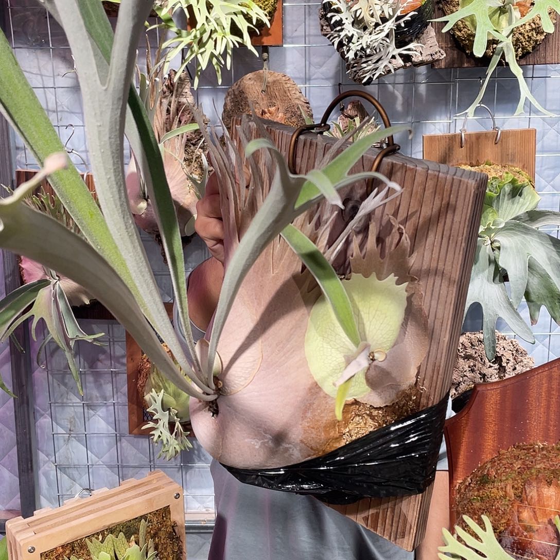 完全开放野银H侧芽