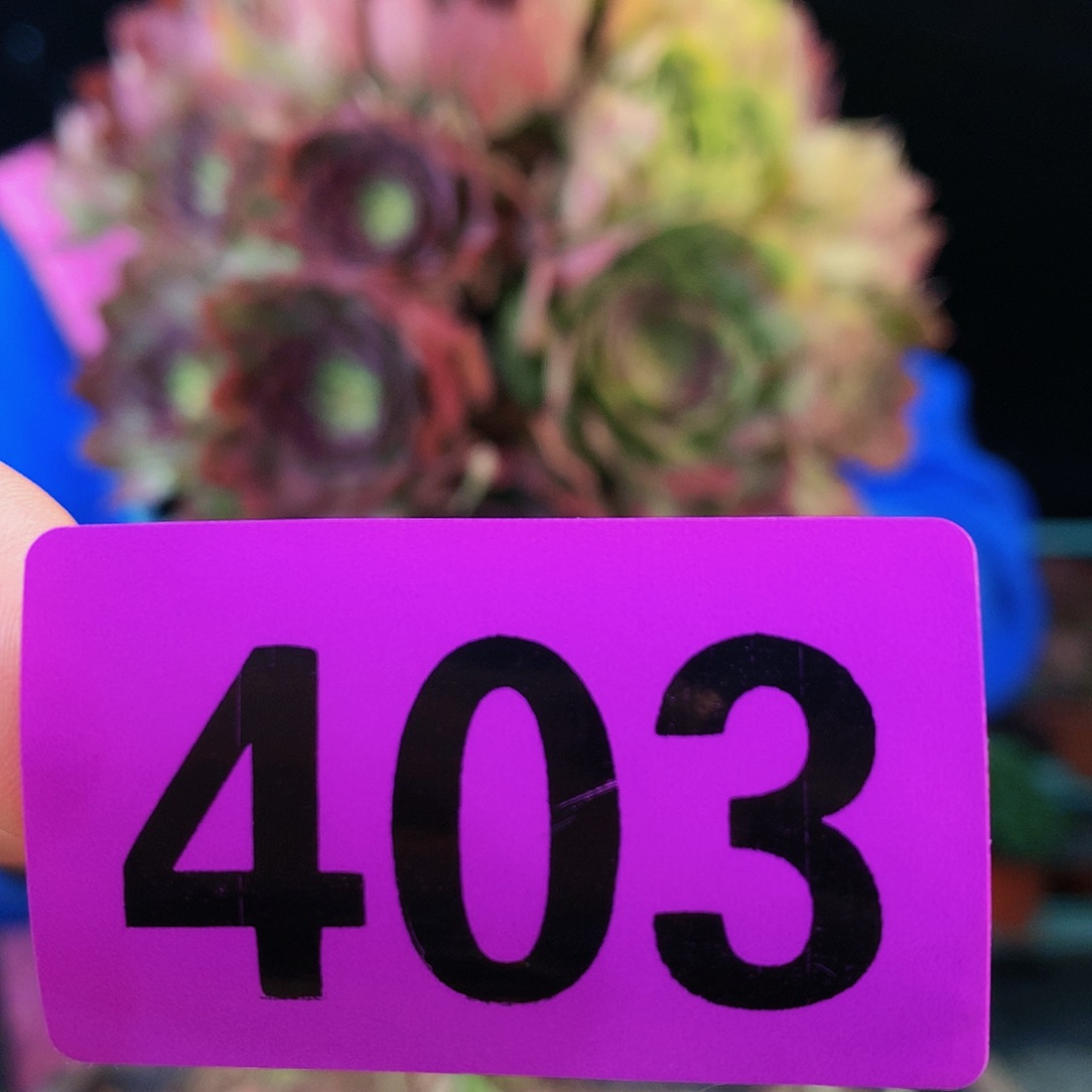 ssssssssssssssssss403