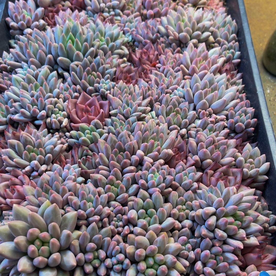 019多肉植物和植物的生长