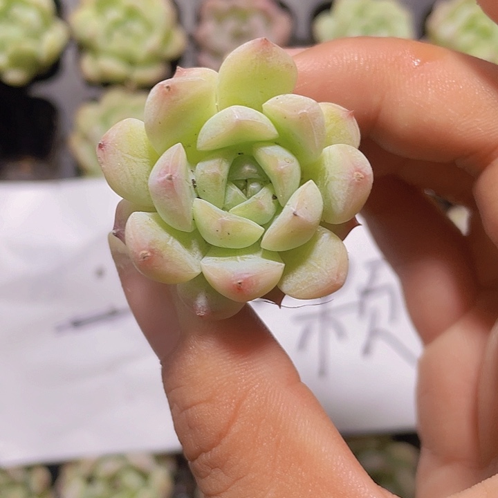 3精品七仙女2颗一组