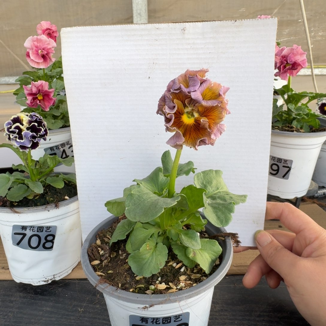 无花朵758号角堇