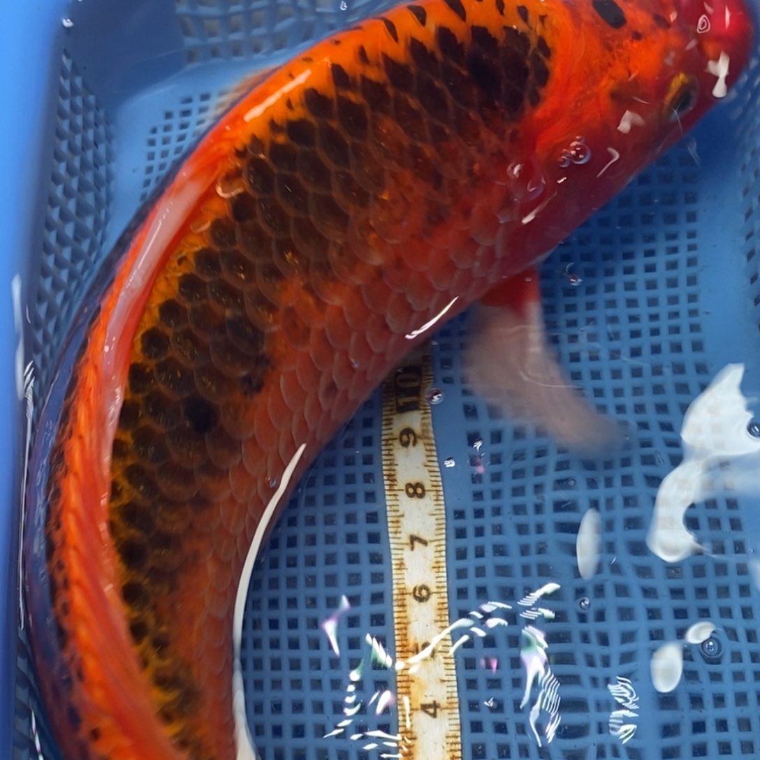 锦鲤冷水锦鲤包邮