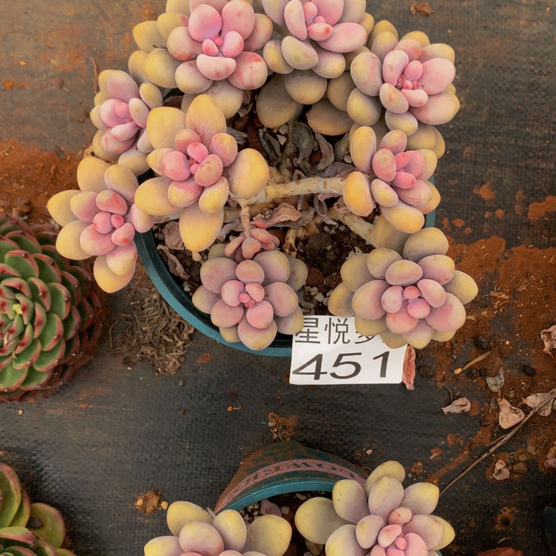 451小桃蛋精品多肉