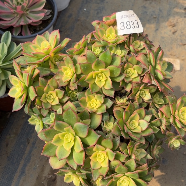 艳日辉多肉处氧化黑斑3833