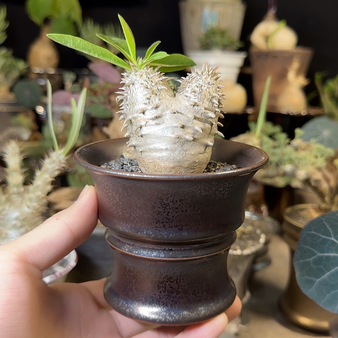 m***社一物一拍惠比大黑199