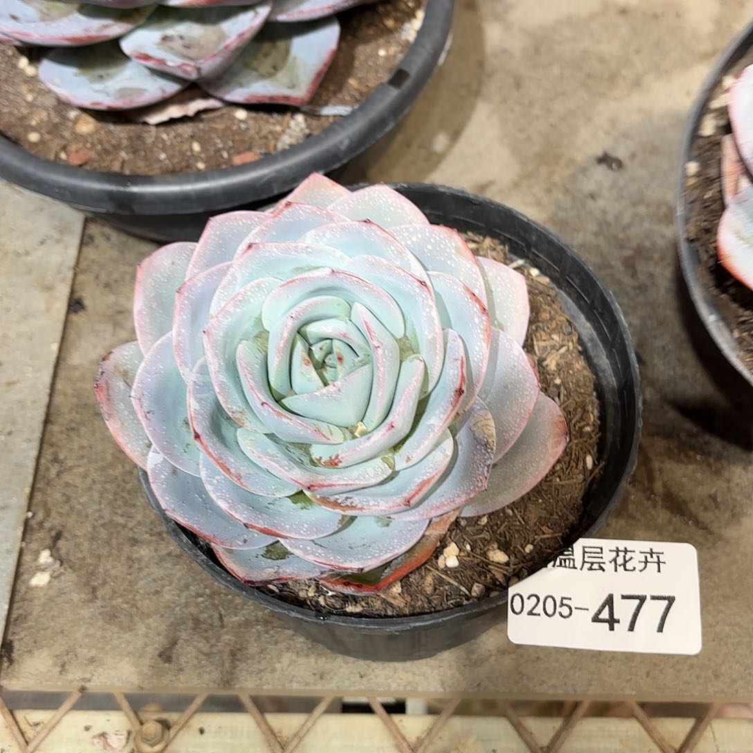 同温层多肉布鲁蓝477量拍