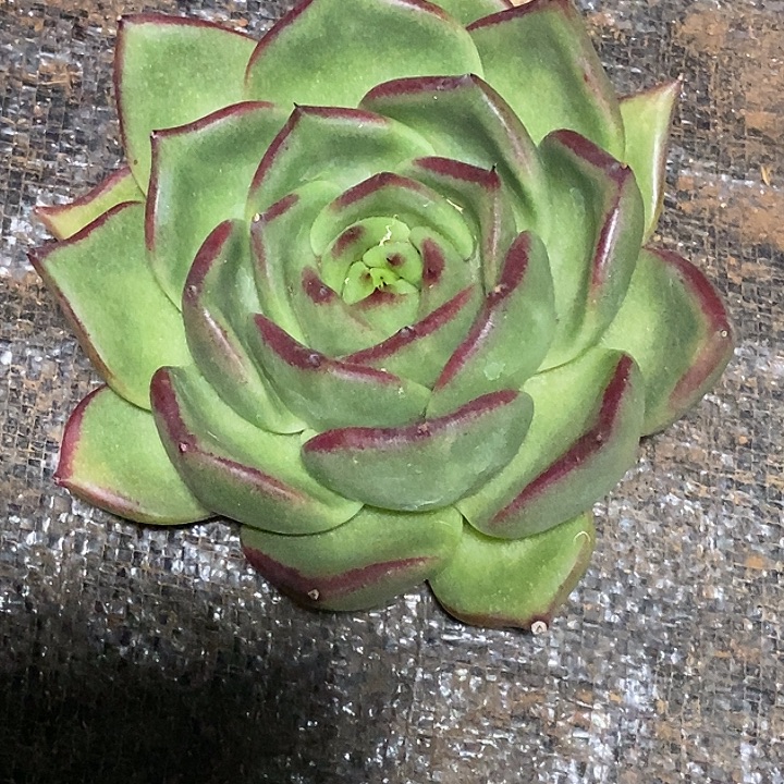 ༄***࿐福利原始种16          