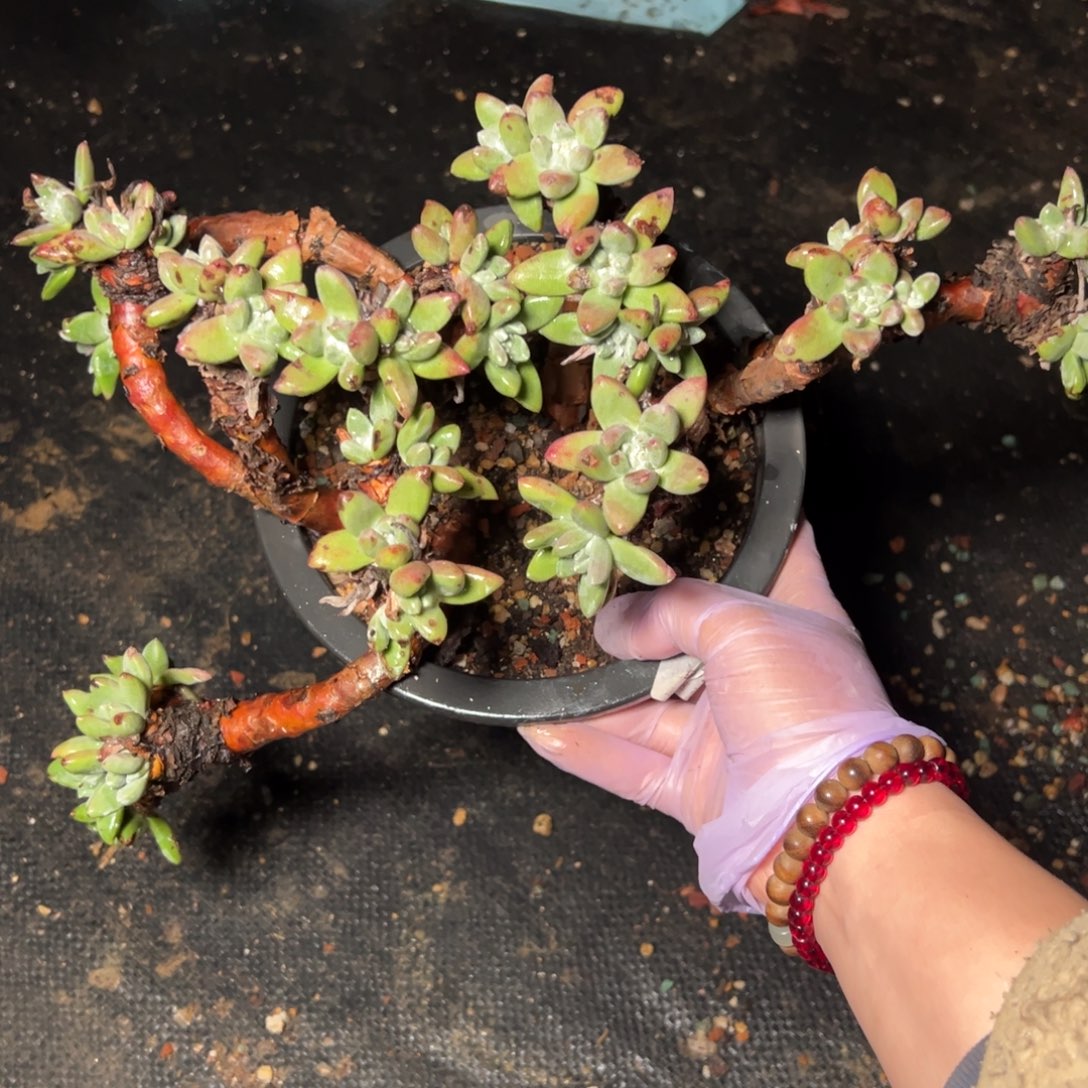 1452法豆悬崖哈哈哈哈哈哈哈哈