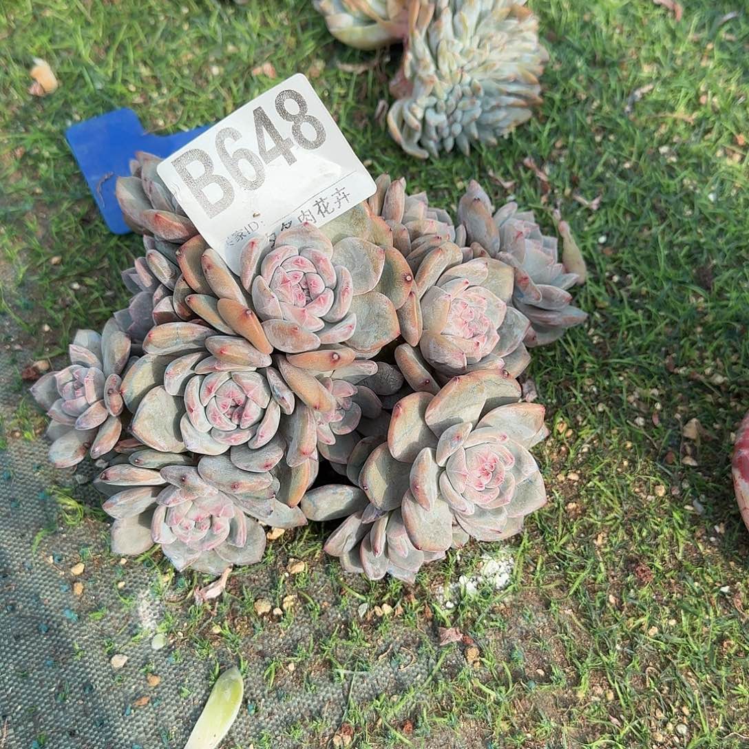 风***月紫心石榴籽群呀呀呀