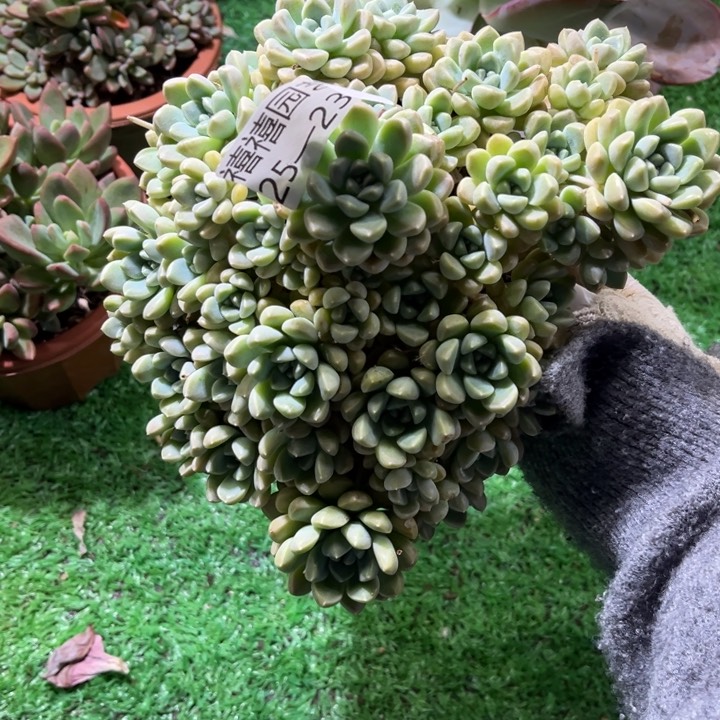 25-236鹅暖石多肉植物