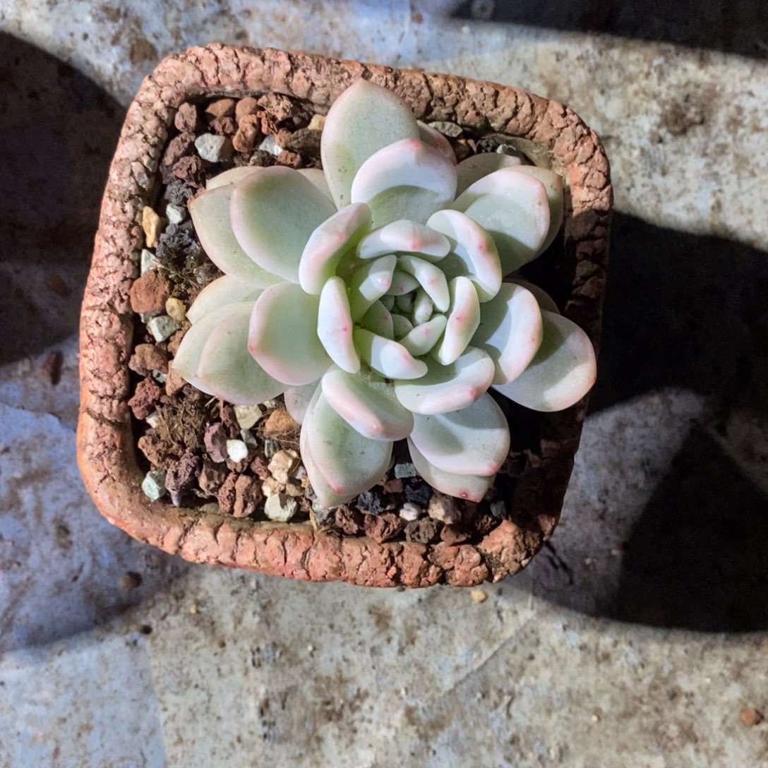 词***.10279689999989665896996