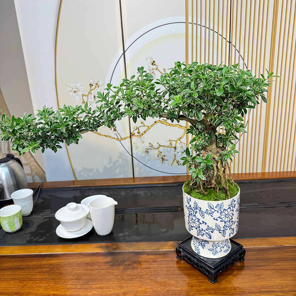 老桩提根飘枝金边六月雪室内茶室办公好养送礼盆景百搭四季常青