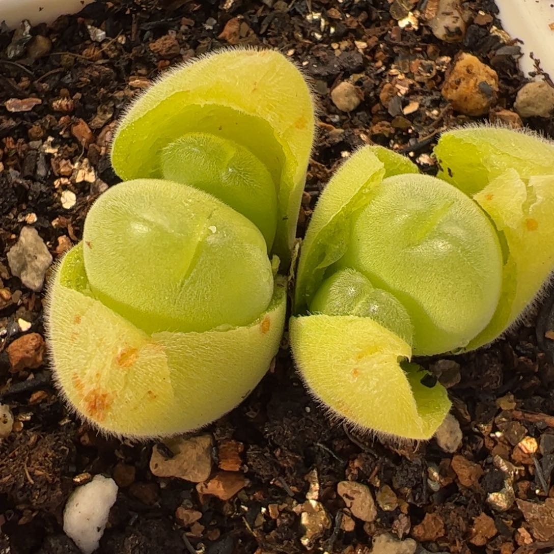 113多肉植物百科