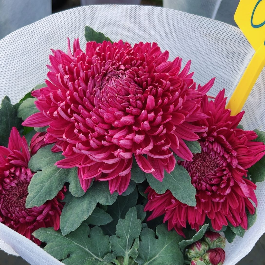 完全开放秋华瑞香