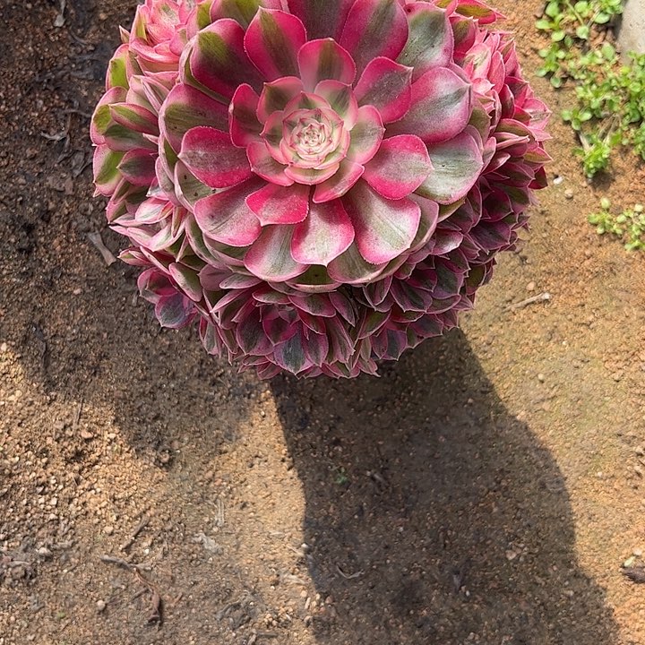 未***！多肉植物倾城锦…………