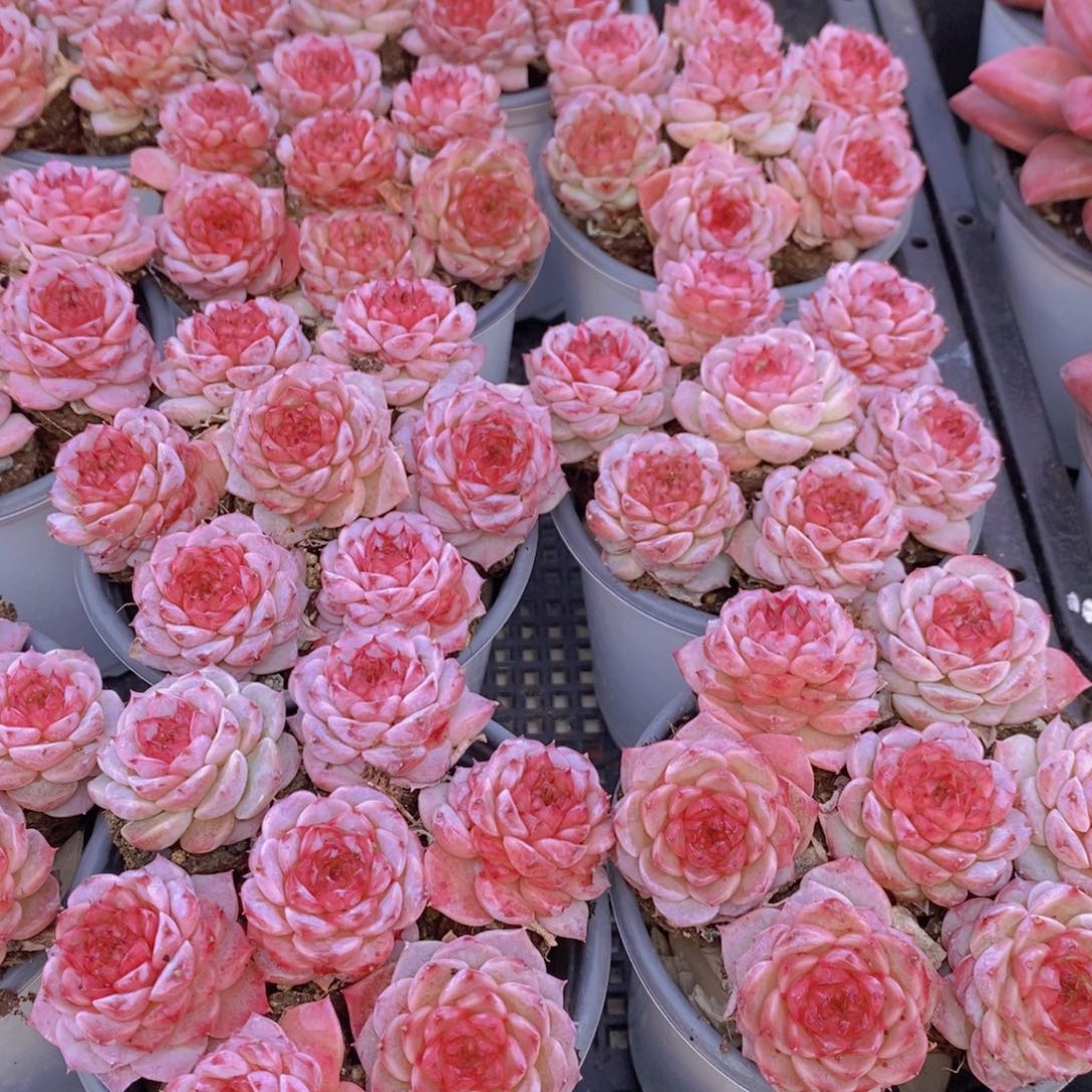 量拍61号 精品糖心天鹅绒七个拼盘一盒 带盆