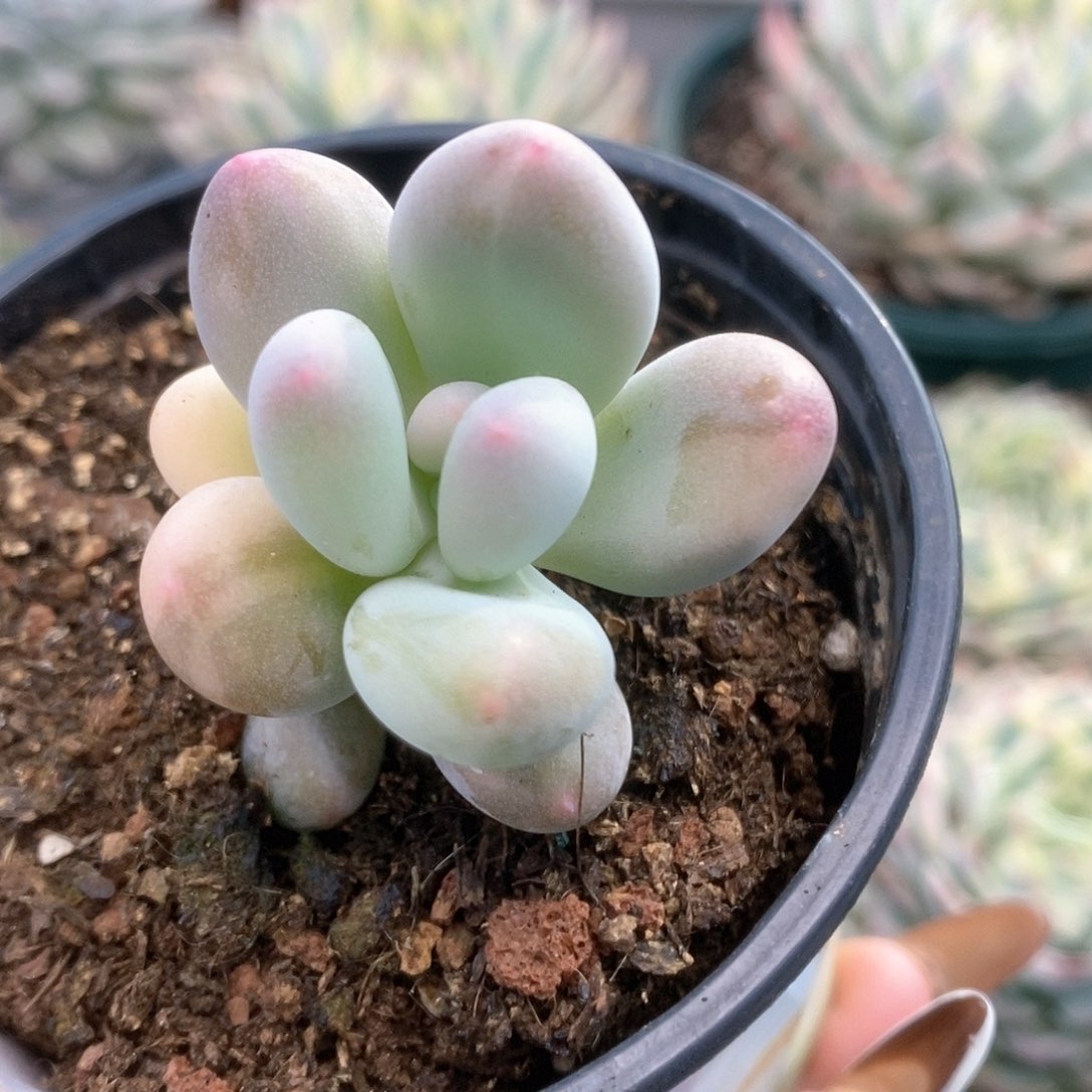 198西瓜奶锦锦锦锦锦