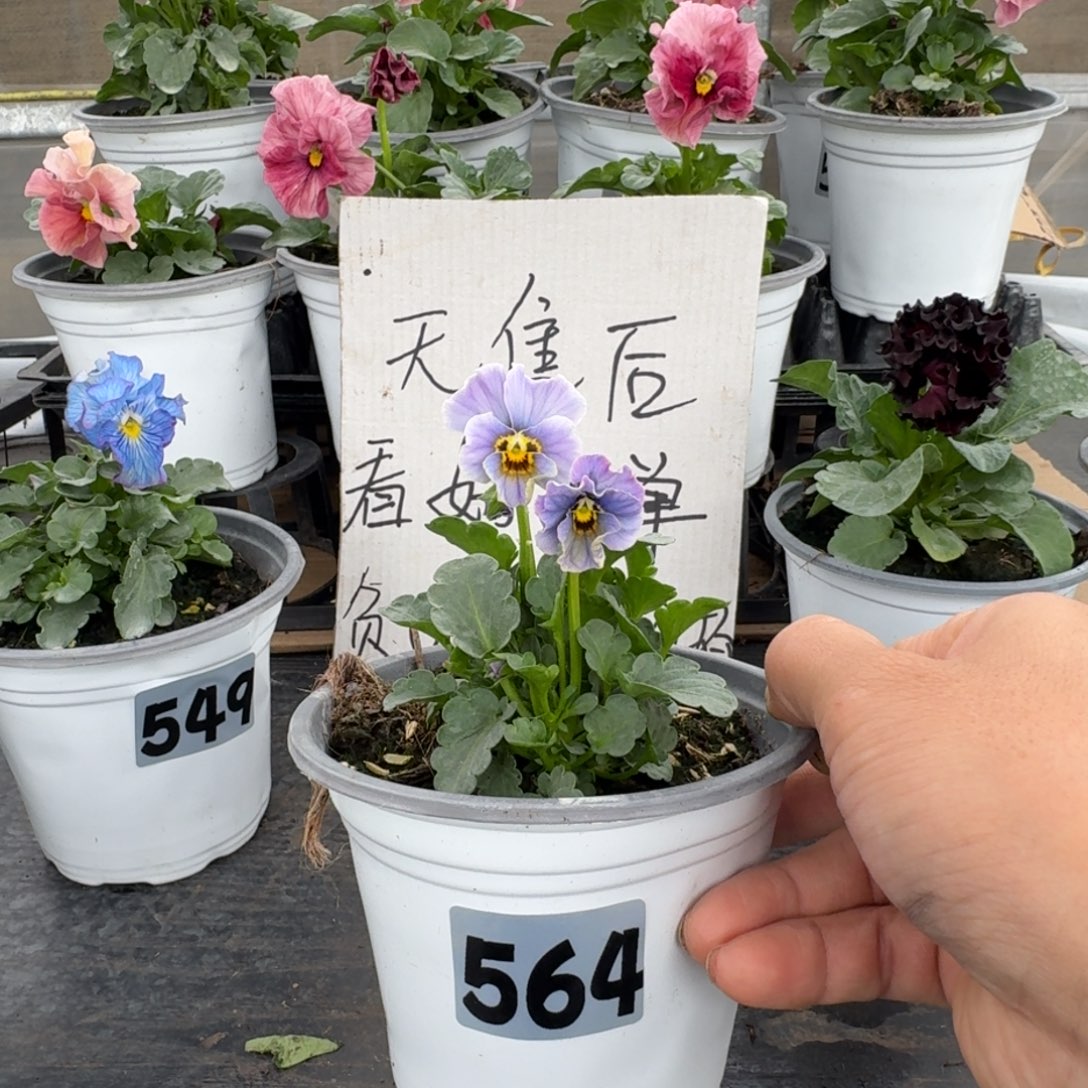 全部花朵564号青金石