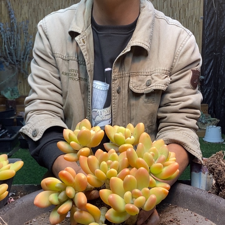 小***七153号4颗金蝉多肉植物