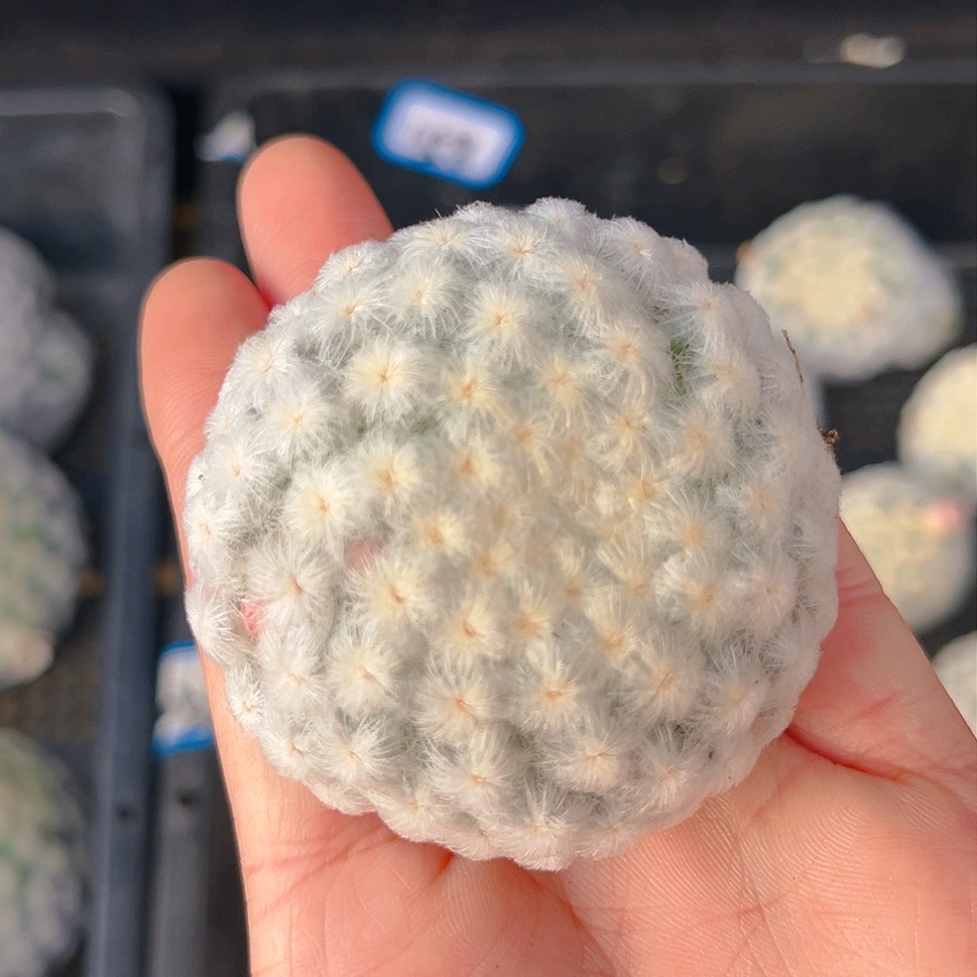 潮流植物佛头白星漏