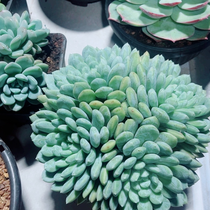 百搭翡翠多肉植物