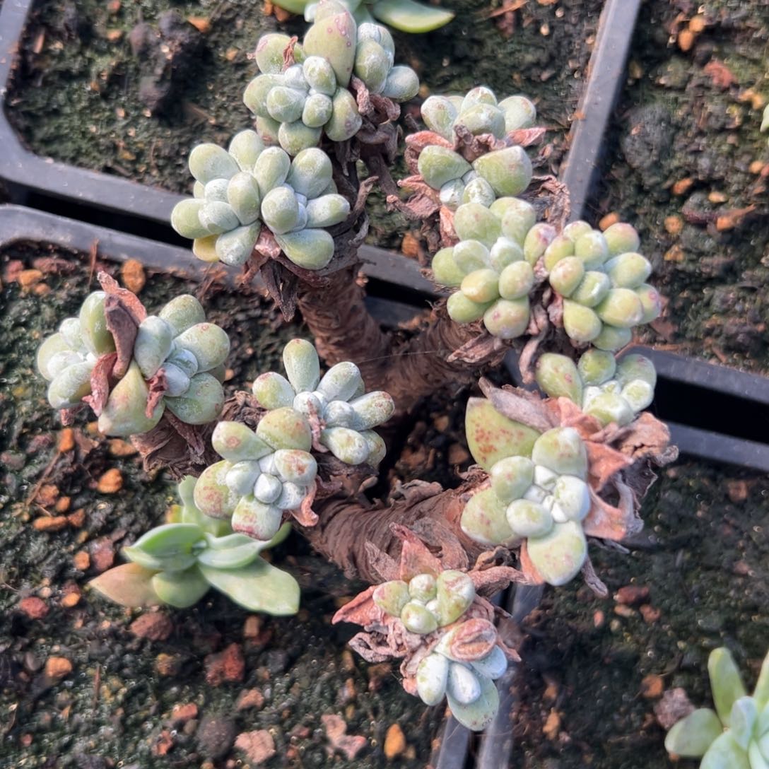 绿豆拇指～一物一拍2169