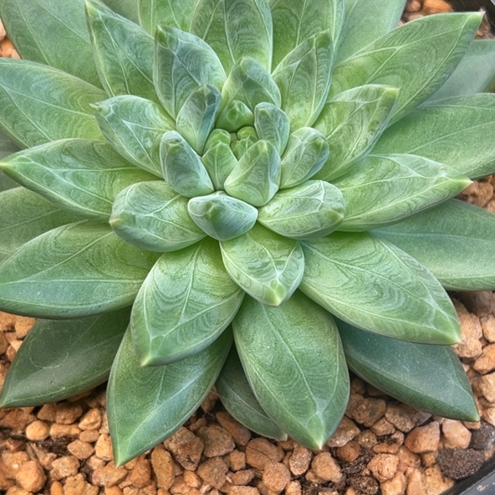 欣***辰潇梦姐羽中仙五颗团价