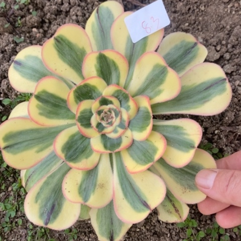 83王妃满25包邮多肉