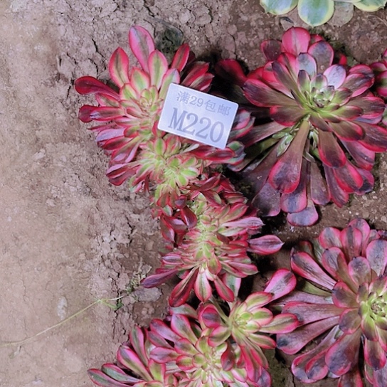 220香奈儿坠多肉植物