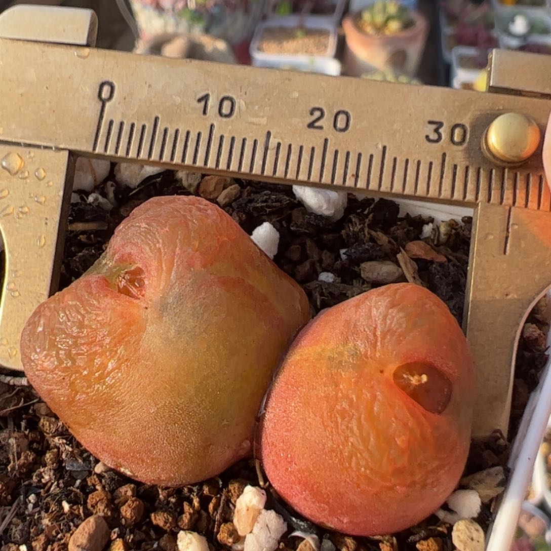 进口水蜜桃母本多肉植物百科