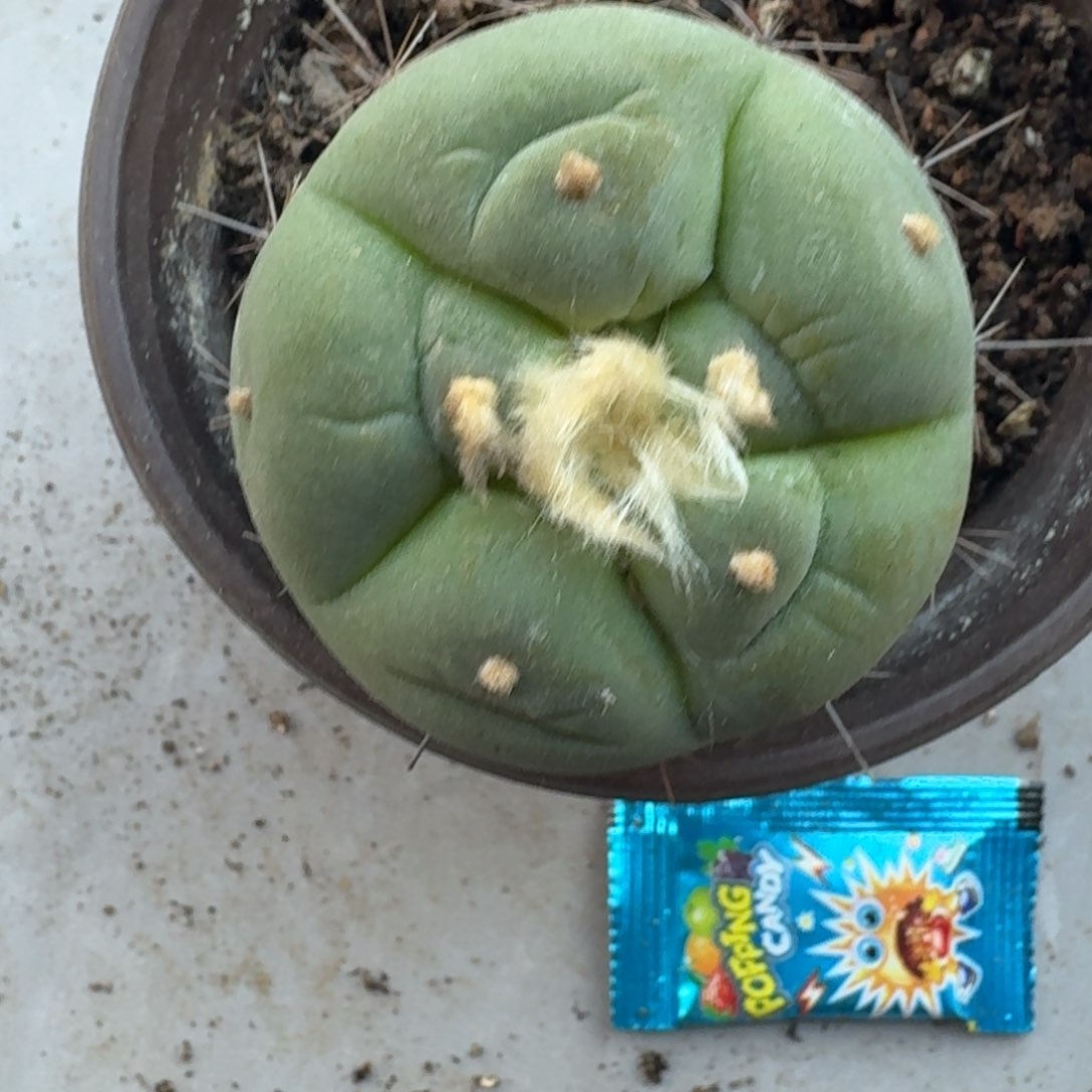 【闪购商品】苗接五瓣大尤鲜