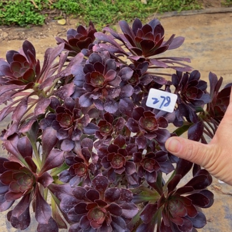 圆叶黑丛林多肉278多肉不包断