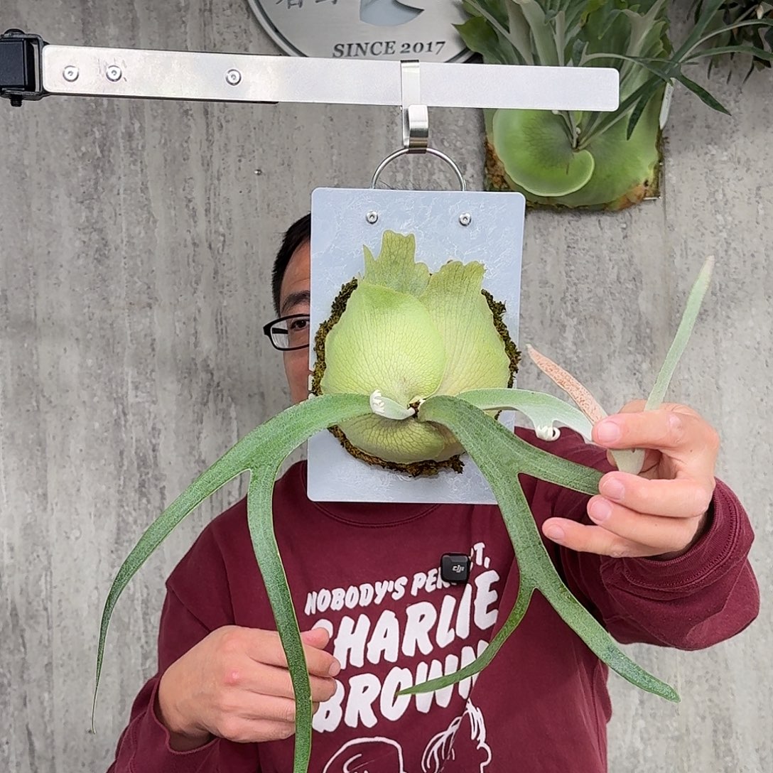 完全开放pn月光成株鹿角蕨春野花园