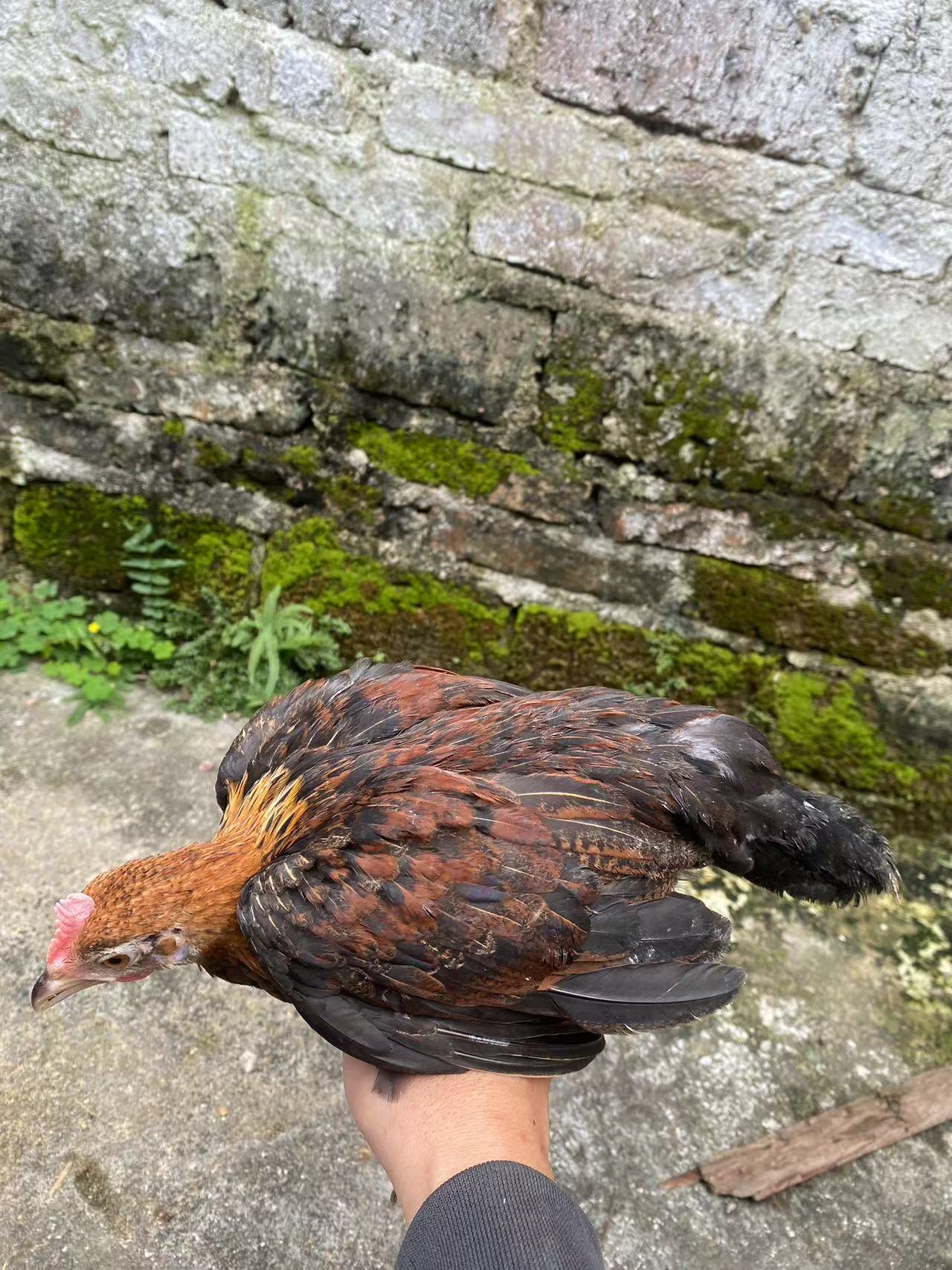 大白耳茶花鸡 青年鸡 长尾鸡 宠物鸡