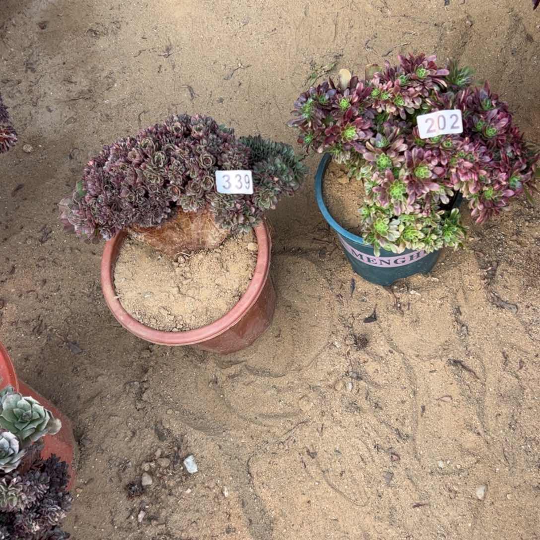 万朵，嘉年华朵两颗339.202根少