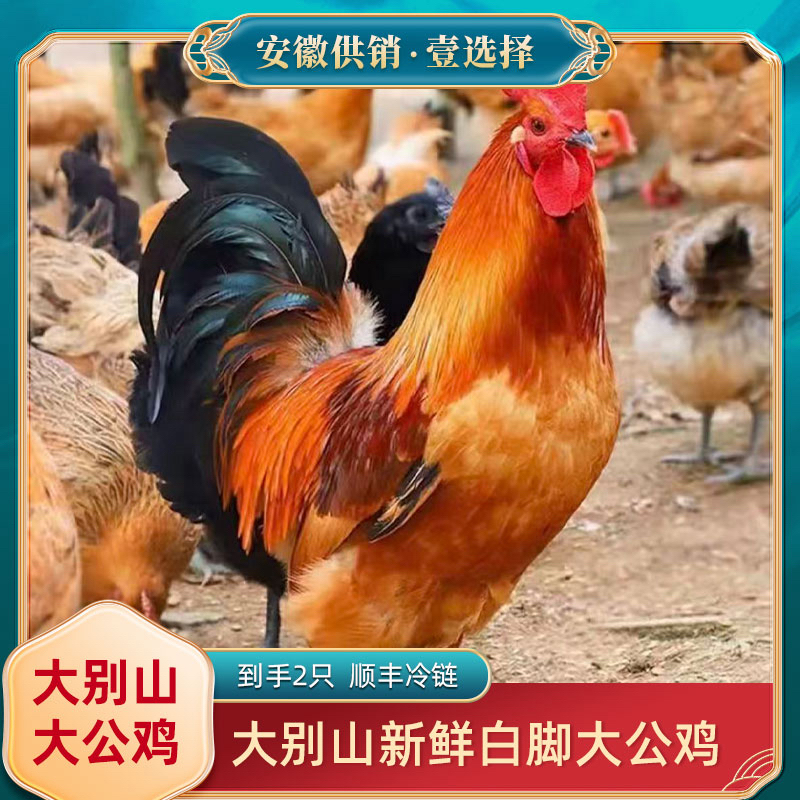【安徽供销】拍1发2只 大别山新鲜大公鸡适合红烧