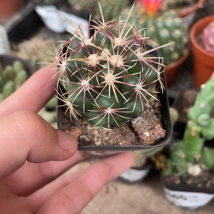 当前无花栽培后可以开花869仙人球开花植物