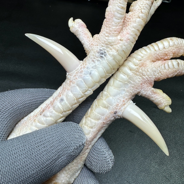 文玩鸡爪骨手把件（一对 处理好发货十天左右发货）