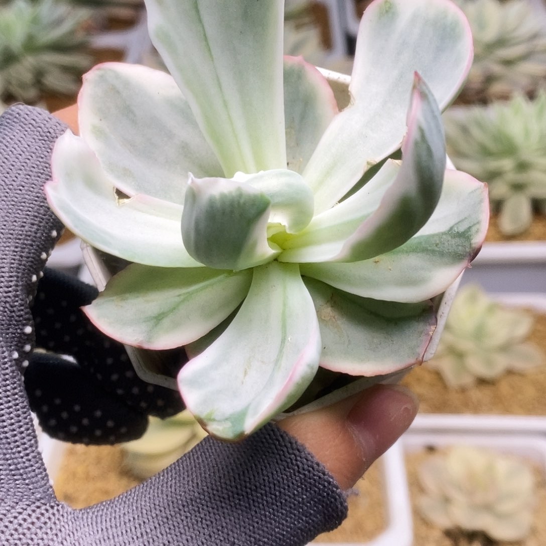 100伯克利锦锦锦锦锦锦锦