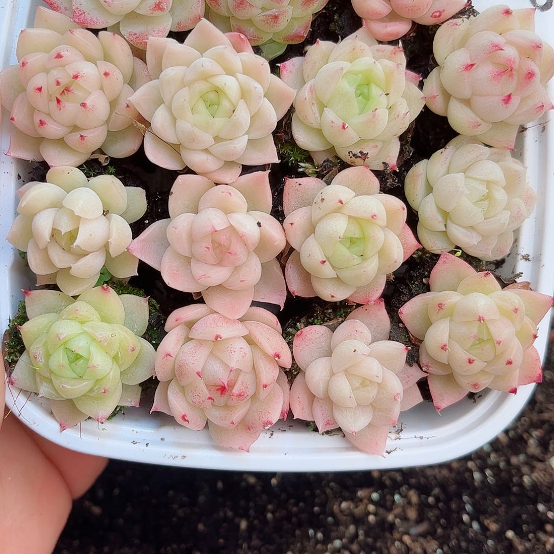 1-610 新疆西藏内蒙不发12.8包邮2-3公分多肉