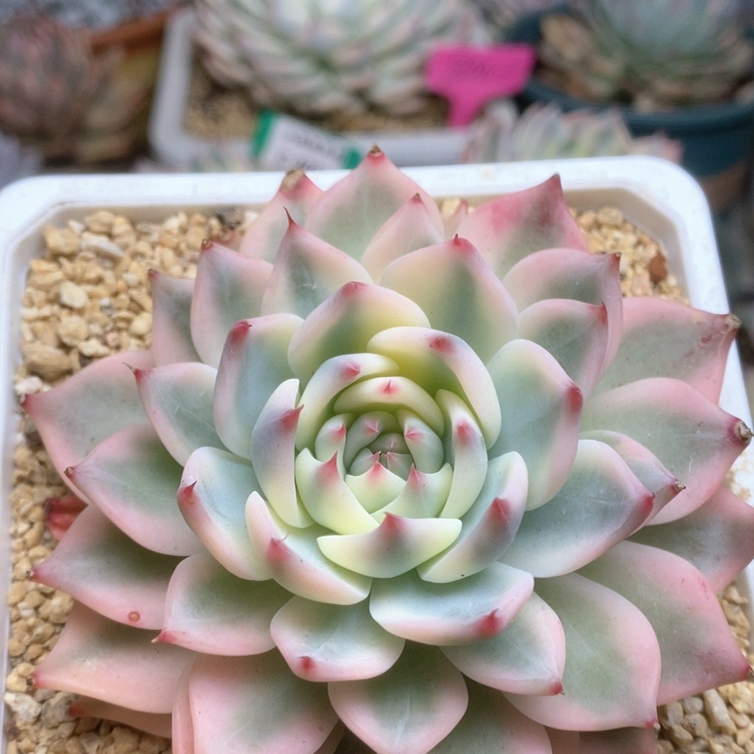 035锦11公分锦锦锦锦