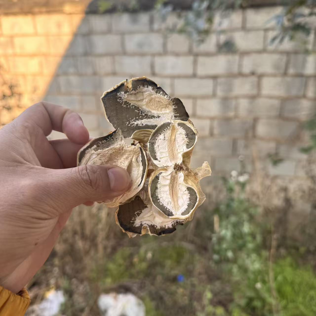 云南优选好物=凤凰胎