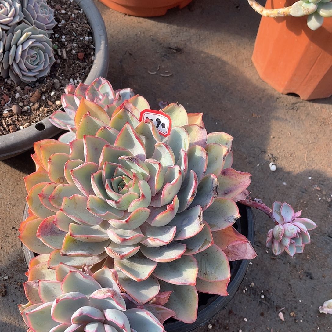 1290赫拉一物一拍多肉