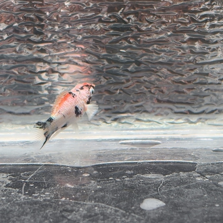 孔雀鱼玛丽鱼崽红头一条