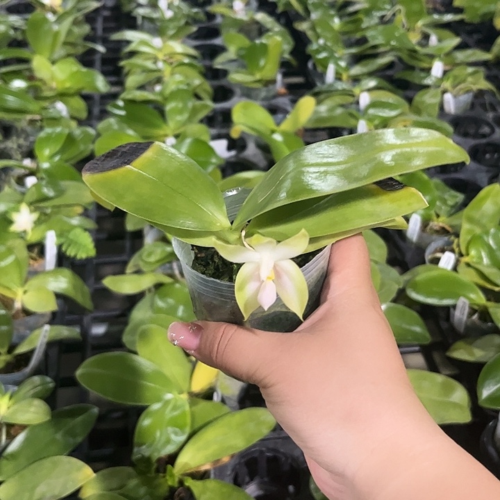 完全开放叶损不售后粉贝