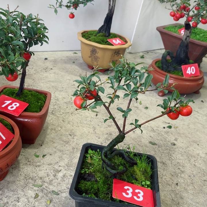 无花朵@****8金弹子盆景树