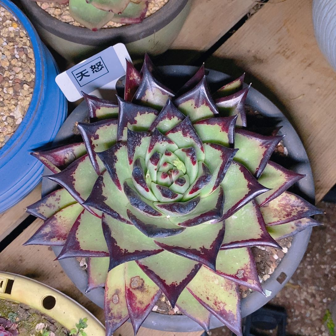 多肉植物一物一拍乌木轻微晒伤