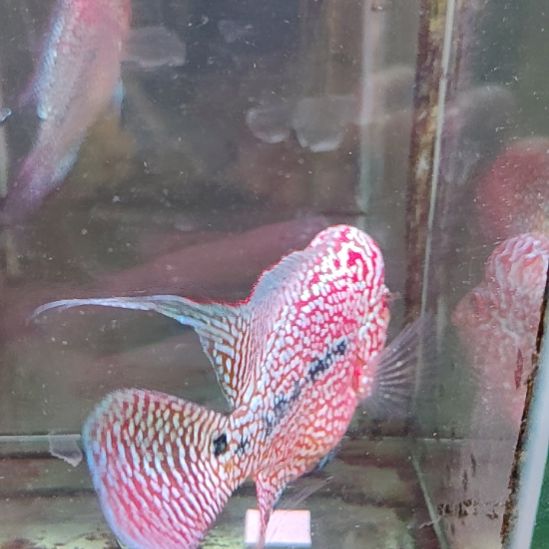 海水鱼222222222222