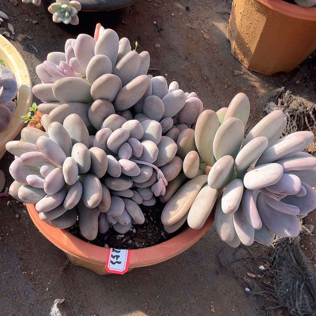 1253桃美人一物一拍多肉